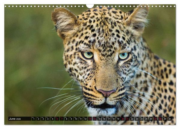 Produktbild: Leopards in the wild (Wall Calendar 2026 DIN A3 landscape), CALVENDO 12 Month Wall Calendar