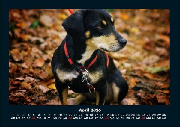 Produktbild: Hunde 2026 Fotokalender DIN A4