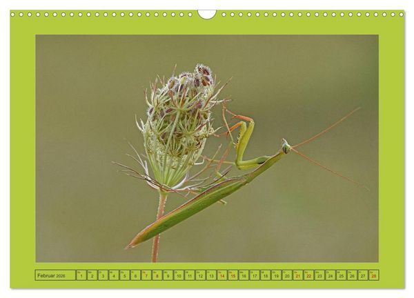 Produktbild: Die Gottesanbeterin Mantis Religiosa (Wandkalender 2026 DIN A3 quer), CALVENDO Monatskalender