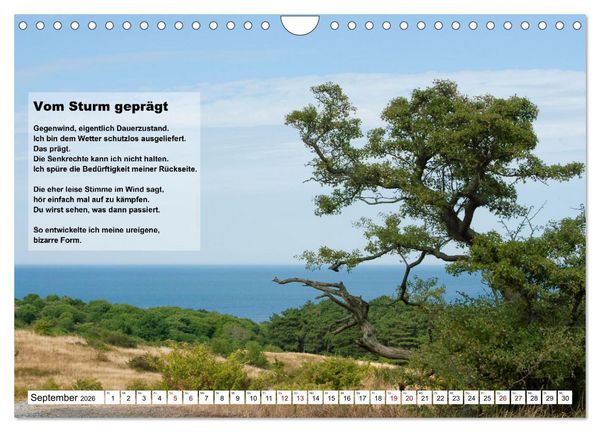 Produktbild: Stehen wie ein Baum (Wandkalender 2026 DIN A4 quer), CALVENDO Monatskalender