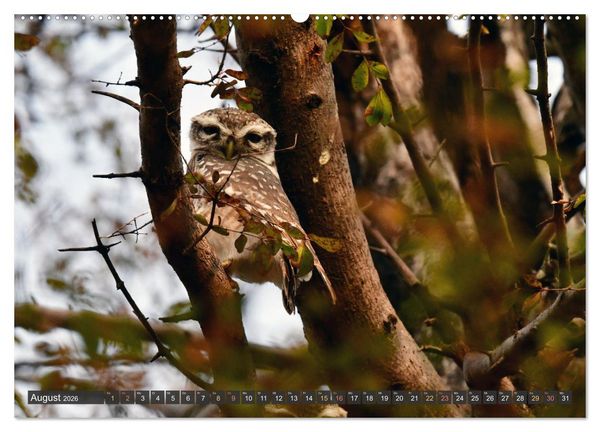 Produktbild: Tiere Indiens close up (Wandkalender 2026 DIN A2 quer), CALVENDO Monatskalender