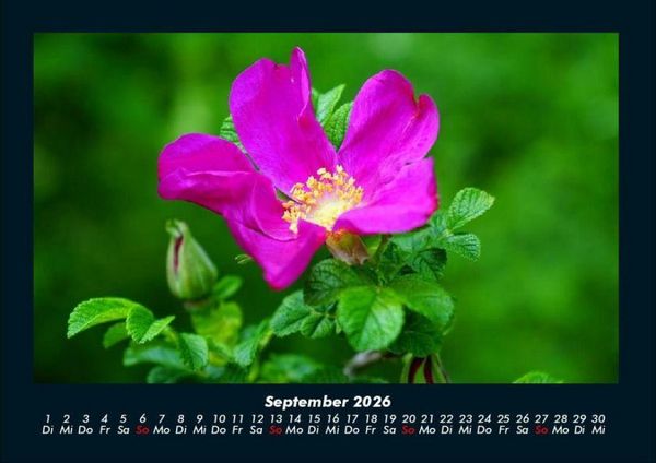 Produktbild: Rosentraum 2026 Fotokalender DIN A4