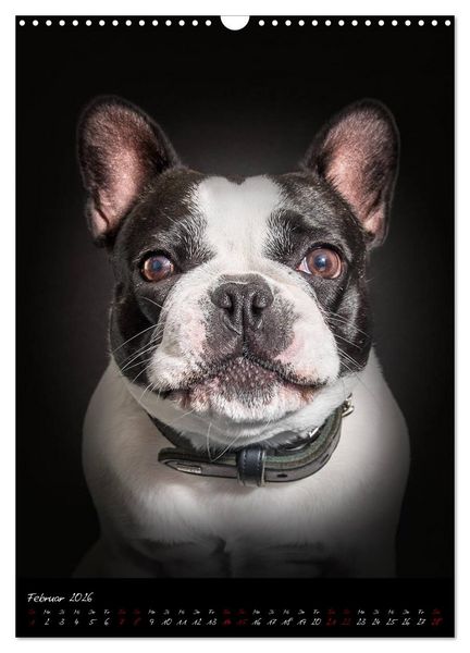 Produktbild: Hunde-Augen-Blicke (Wandkalender 2026 DIN A3 hoch), CALVENDO Monatskalender