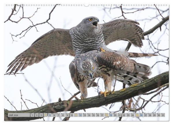 Produktbild: Habicht - aus dem Leben eines imposanten Greifvogels (Wandkalender 2026 DIN A2 quer), CALVENDO Monatskalender