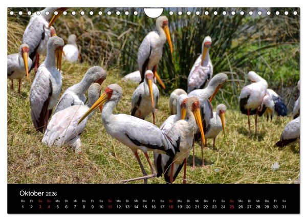 Produktbild: Afrika (Wandkalender 2026 DIN A4 quer), CALVENDO Monatskalender