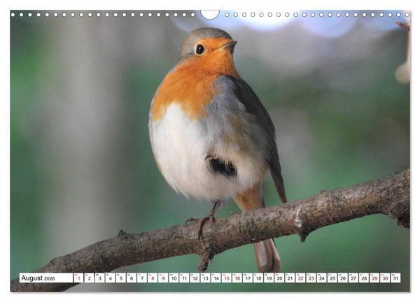 Produktbild: Vogelkalender (Wandkalender 2026 DIN A3 quer), CALVENDO Monatskalender