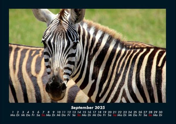 Produktbild: Zebrazauber 2025 Fotokalender DIN A4