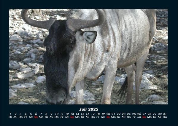 Produktbild: Welt der Tiere 2025 Fotokalender DIN A4