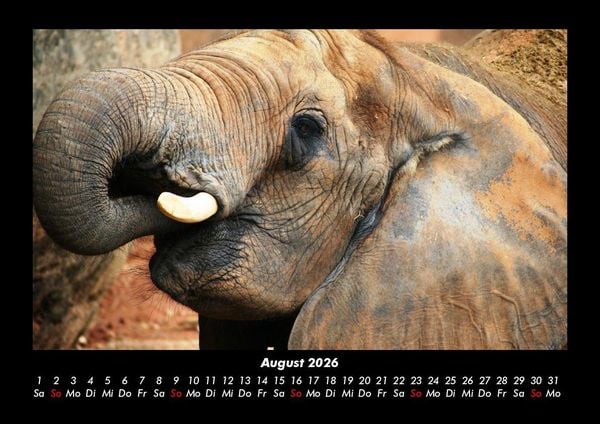 Produktbild: Der Elefantenkalender 2026 Fotokalender DIN A3