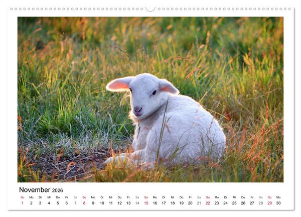 Produktbild: Sch&auml;fchen z&auml;hlen - Mit Schafen durchs Jahr (hochwertiger Premium Wandkalender 2026 DIN A2 quer), Kunstdruck in Hochglanz
