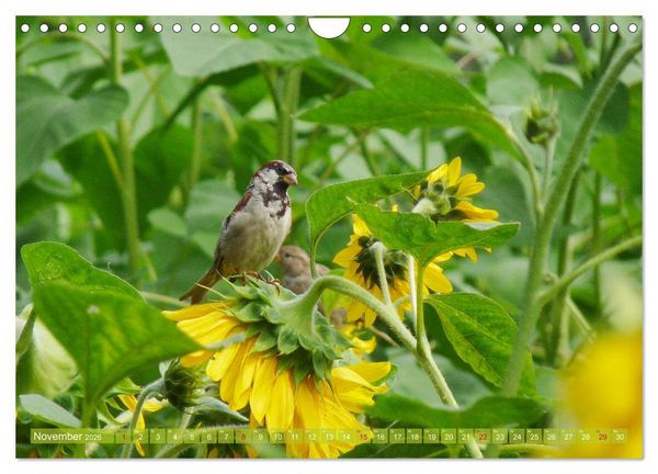 Produktbild: Sonnenblumenwelt (Wandkalender 2026 DIN A4 quer), CALVENDO Monatskalender