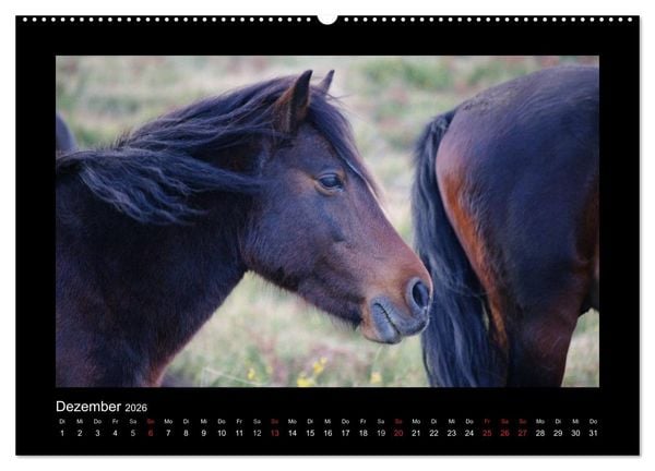 Produktbild: Garranos - Bedrohte Wildpferde Europas (hochwertiger Premium Wandkalender 2026 DIN A2 quer), Kunstdruck in Hochglanz