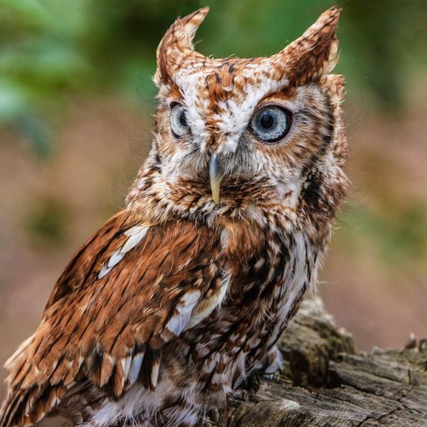 Produktbild: Magic Owls 2027