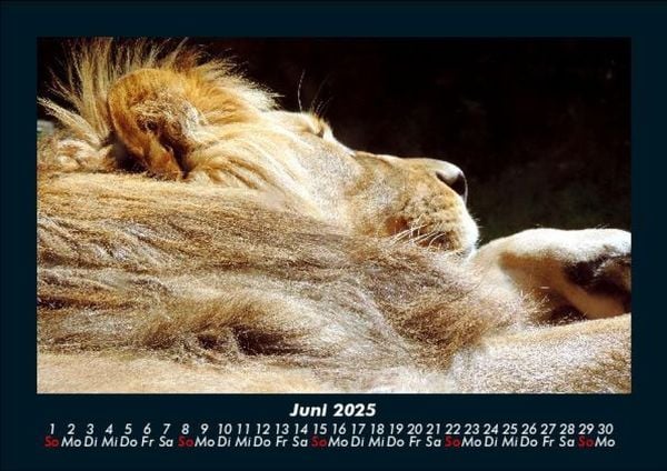 Produktbild: L&ouml;wen in der Wildnis 2025 Fotokalender DIN A5