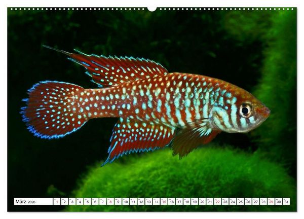 Produktbild: Killifische S&uuml;damerikas (hochwertiger Premium Wandkalender 2026 DIN A2 quer), Kunstdruck in Hochglanz