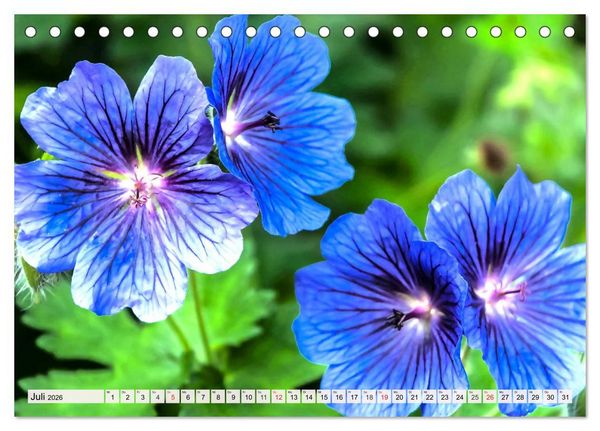 Produktbild: Pelargonien. Die Klassiker unter den Bl&uuml;hwundern (Tischkalender 2026 DIN A5 quer), CALVENDO Monatskalender