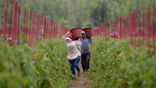 Produktbild: Food, Inc. 2