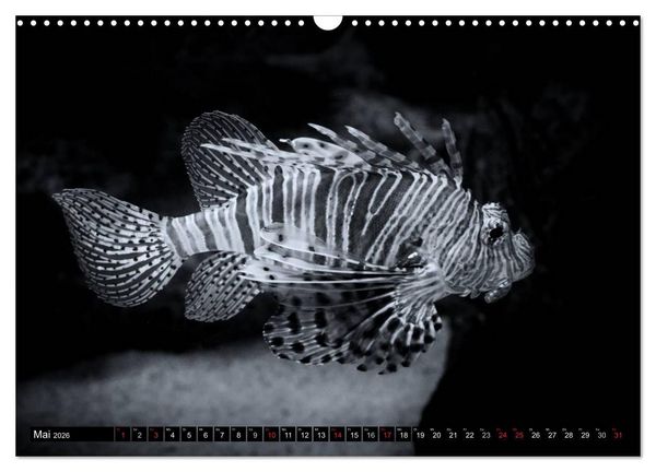 Produktbild: Meerestiere Bilder in Schwarz Weiss (Wandkalender 2026 DIN A3 quer), CALVENDO Monatskalender