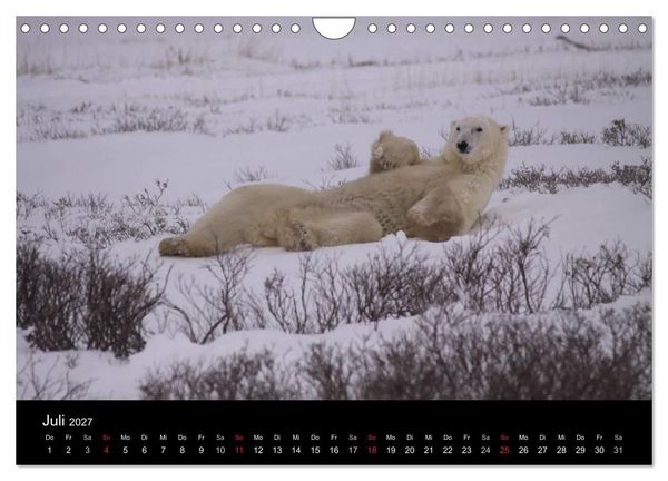 Produktbild: Arktische Tr&auml;ume - Eisb&auml;ren in Kanada (Wandkalender 2027 DIN A4 quer), CALVENDO Monatskalender