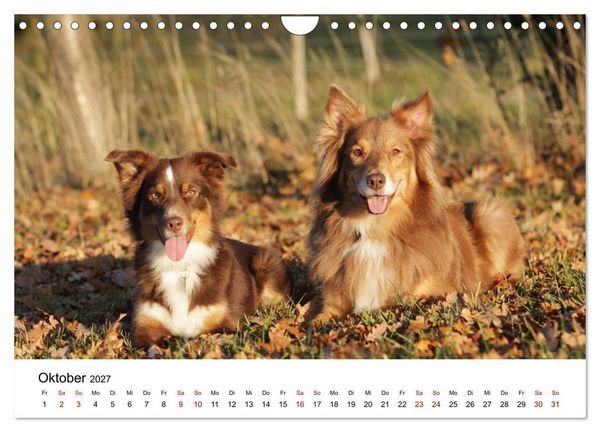 Produktbild: Australian Shepherd - Treue Blicke, wilde Herzen (Wandkalender 2027 DIN A4 quer), CALVENDO Monatskalender