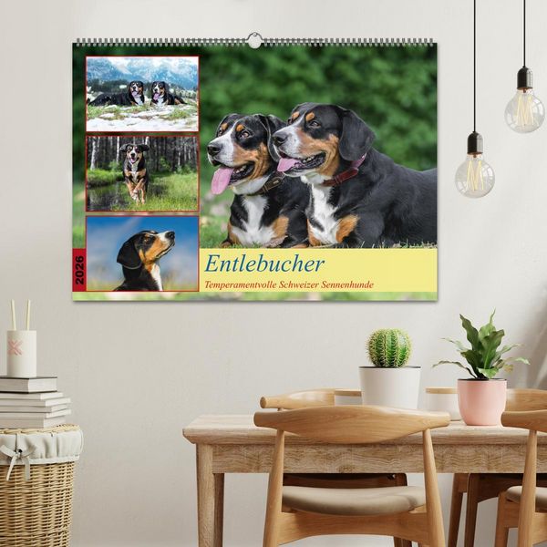 Produktbild: Entlebucher - Temperamentvolle Schweizer Sennenhunde (Wandkalender 2026 DIN A2 quer), CALVENDO Monatskalender