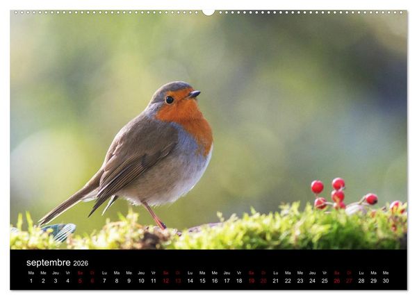 Produktbild: Mon ami le rouge-gorge (Calendrier mural 2026 DIN A2 vertical) calendrier de bureau