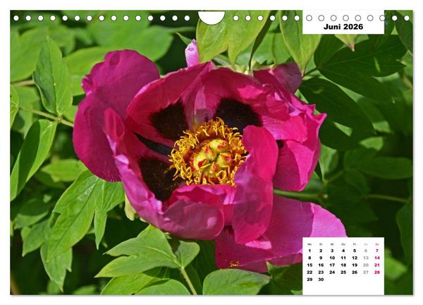 Produktbild: Zauber der P&auml;onien-Bl&uuml;te (Wandkalender 2026 DIN A4 quer), CALVENDO Monatskalender