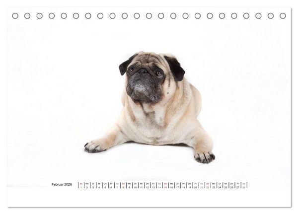 Produktbild: Mops - unwiderstehlich und charmant (Tischkalender 2026 DIN A5 quer), CALVENDO Monatskalender