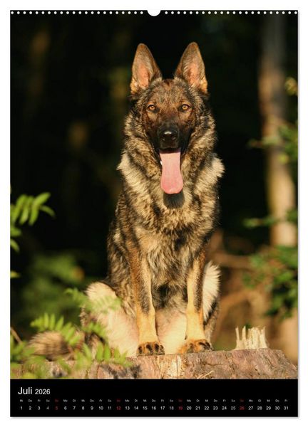 Produktbild: Deutscher Sch&auml;ferhund (hochwertiger Premium Wandkalender 2026 DIN A2 hoch), Kunstdruck in Hochglanz