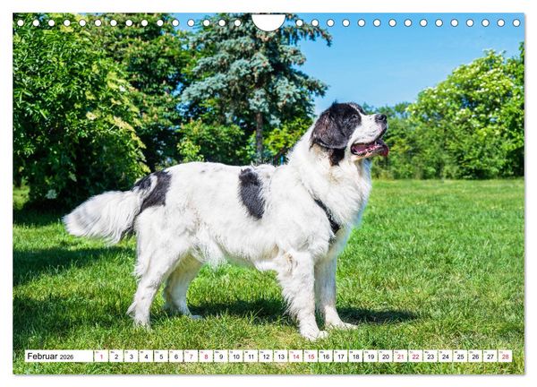 Produktbild: Traumhund Landseer (Wandkalender 2026 DIN A4 quer), CALVENDO Monatskalender