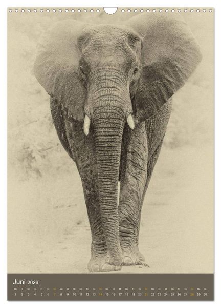 Produktbild: Afrikas Tierwelt - Sepia-Art (Wandkalender 2026 DIN A3 hoch), CALVENDO Monatskalender