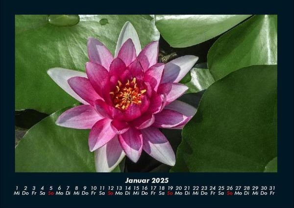 Produktbild: Blumenzauber 2025 Fotokalender DIN A4