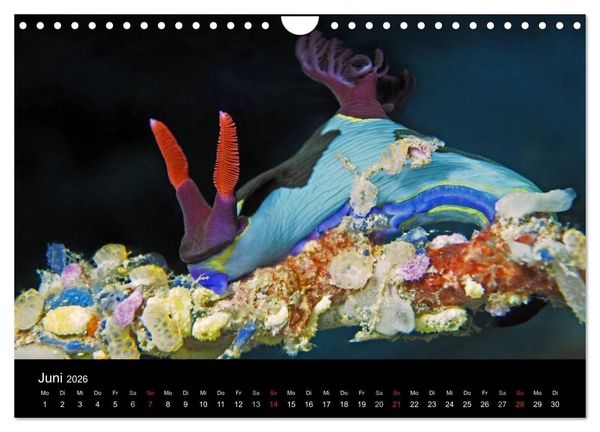 Produktbild: Unterwasserwelt Nacktschnecken (Wandkalender 2026 DIN A4 quer), CALVENDO Monatskalender