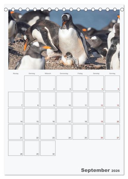 Produktbild: Alltag bei den Pinguinen auf Falkland (Tischkalender 2026 DIN A5 hoch), CALVENDO Monatskalender