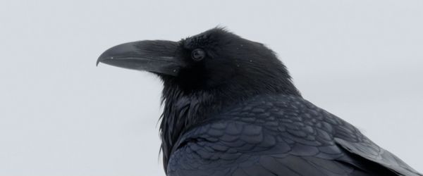 Produktbild: Kr&auml;hen - Die Natur beobachtet uns