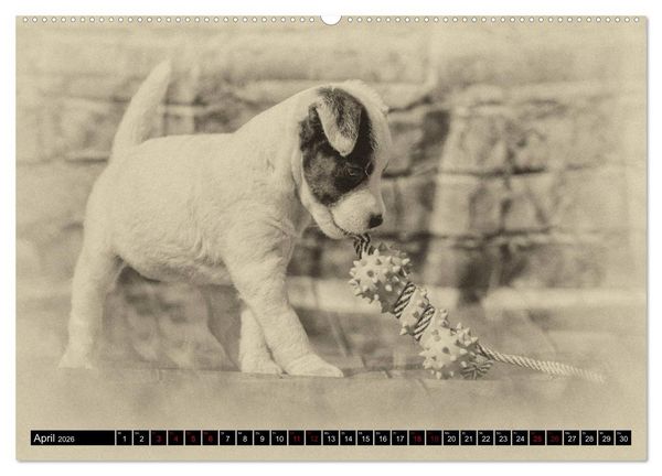 Produktbild: Parson Jack Russel Welpen (Wandkalender 2026 DIN A2 quer), CALVENDO Monatskalender