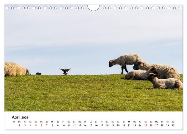 Produktbild: Ostfriesland - Ein Jahr in Bildern (Wandkalender 2026 DIN A4 quer), CALVENDO Monatskalender