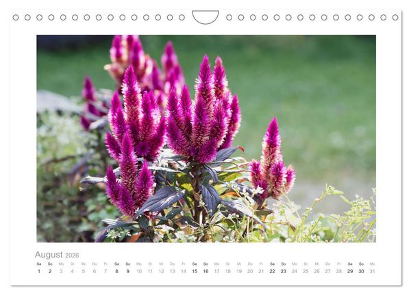 Produktbild: Blumen zart und sch&ouml;n (Wandkalender 2026 DIN A4 quer), CALVENDO Monatskalender