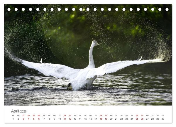 Produktbild: Schw&auml;ne - Prachtvolle Federkleider. (Tischkalender 2026 DIN A5 quer), CALVENDO Monatskalender