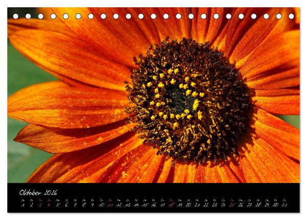 Produktbild: Serenade - Visuelle Musik der Blumen (Tischkalender 2026 DIN A5 quer), CALVENDO Monatskalender