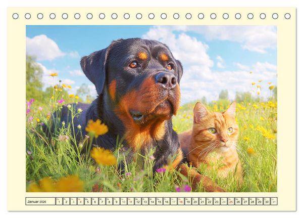 Produktbild: Rottweiler Momente. Kraftvolle Eleganz in der Natur (Tischkalender 2026 DIN A5 quer), CALVENDO Monatskalender