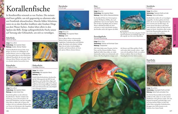 Produktbild: Wissen f&uuml;r clevere Kids. Ozeane f&uuml;r clevere Kids