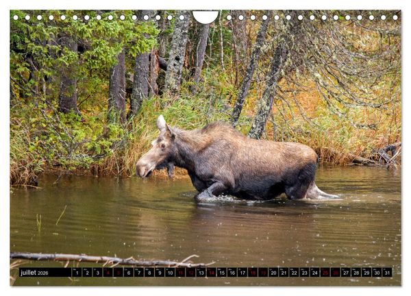 Produktbild: LE G&Eacute;ANT DES FOR&Ecirc;TS CANADIENNES (Calendrier mural 2026 DIN A4 vertical), CALVENDO calendrier mensuel