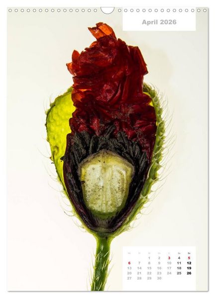 Produktbild: Schnittblumen 2026 (Wandkalender 2026 DIN A3 hoch), CALVENDO Monatskalender