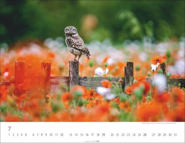 Produktbild: Eulen Kalender 2026