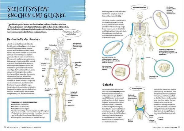 Produktbild: Die Anatomie des Menschlichen K&ouml;rpers