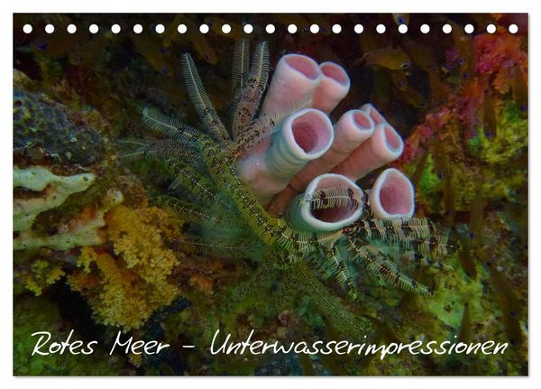 Produktbild: Rotes Meer - Unterwasserimpressionen (Tischkalender 2026 DIN A5 quer), CALVENDO Monatskalender