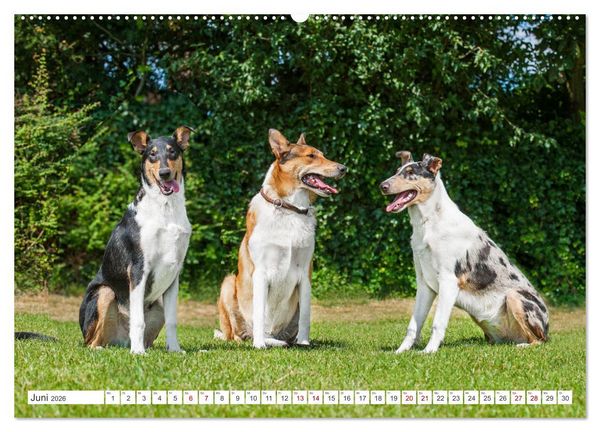 Produktbild: Ein Freund f&uuml;rs Leben - Smooth Collie (hochwertiger Premium Wandkalender 2026 DIN A2 quer), Kunstdruck in Hochglanz