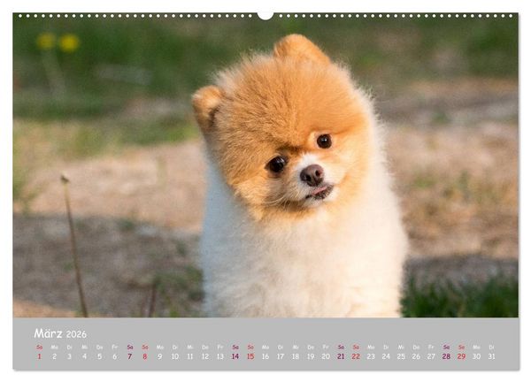 Produktbild: Dein Hund der treue Begleiter (Wandkalender 2026 DIN A2 quer), CALVENDO Monatskalender