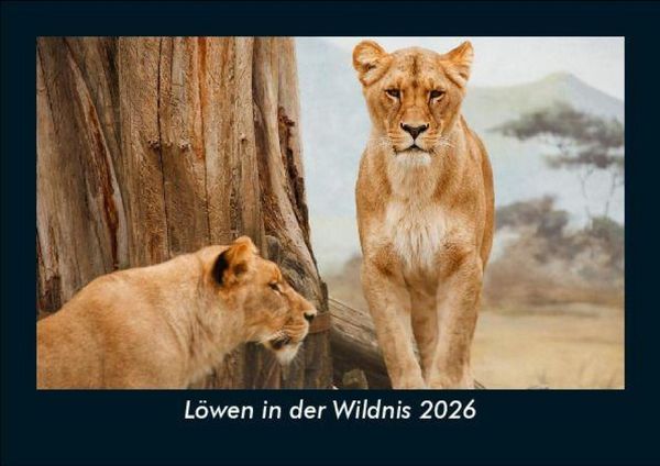 Löwen in der Wildnis 2026 Fotokalender DIN A5